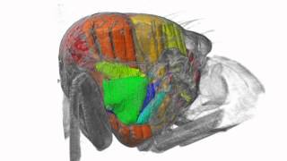 Threedimensional visualization of the insect thorax [upl. by Hgielanna]