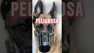 UN PASTOR ALEMÁN MOLESTO ES PELIGROSO😟 dog viral shorts victorthegroomer [upl. by Drawoh]