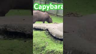 capybara nibblers pets nibbles funny cute cutesong voiceeffects gtag crownwin [upl. by Soalokcin]