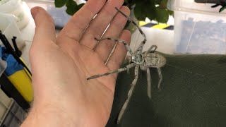 Giant Huntsman Spider from Australia [upl. by Tecil551]