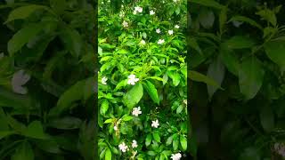 Raat Ki Rani Full Bloom  Mesmerizing Garden View  Fragrant Nights at Homeshortclip [upl. by Denver182]