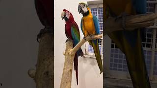 Talking Macaw talkingmacaw macaw parrot parrotlover ytshorts shorts mrsohailpets [upl. by Hayikaz]