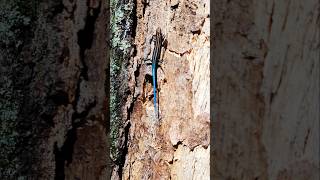 Juvenile Five Lined Skink Rare Iridescent Blue Lizard Found [upl. by Ifill]