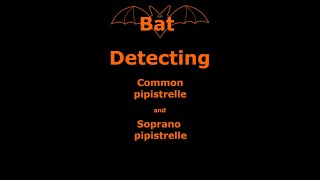 Using a bat detector to find Common and Soprano Pipistrelle bats 🦇💚 [upl. by Edith]