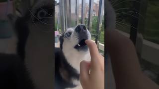 Drama husky compilation animal funny dog husky dogs doglover funnyvideo [upl. by Luhem]