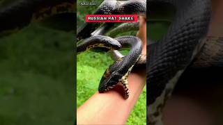 Russian rat snake  shorts snake [upl. by Ainod]