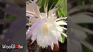 Queen Of The Night Cereus Timelapse Blooming  WooGlobe [upl. by Tana806]