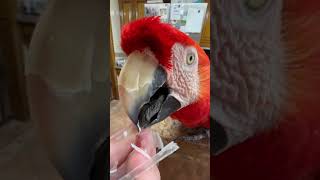 Person is preening their Macaw Parrot [upl. by Walston]