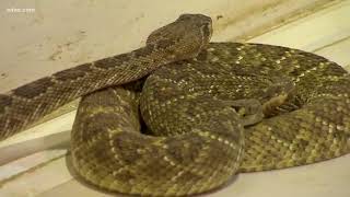 Taking you to the Sweetwater Rattlesnake Roundup [upl. by Brendan]