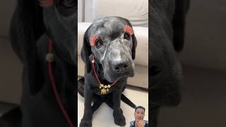 dog labrador pets doglover puppy trending funny cat petlife [upl. by Nirret]