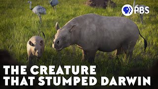 The Creature That Stumped Darwin [upl. by Wilkie776]