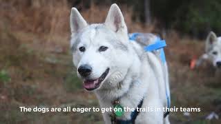 Thetford Forest Siberian Husky Racing [upl. by Alim138]