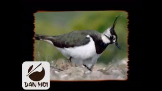 Birdcall Northern Lapwing  Vogelstimme Kiebitz [upl. by Afirahs59]