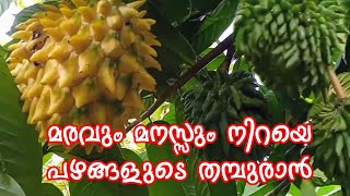 Rollinia Deliciosa  Biriba Fruit Plantമരവും മനസ്സും നിറയെ പഴങ്ങളുടെ തമ്പുരാൻ [upl. by Cosmo233]