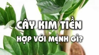 Cây Kim tiền hợp với mệnh gì [upl. by Eatnahs416]