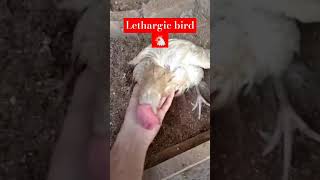 Lethargic layer during egg production poultry  foryou birds poultryfood eggs eggproduction [upl. by Candi]