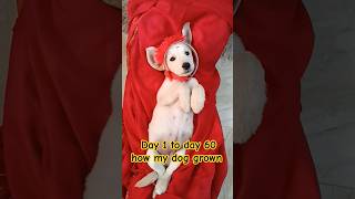 Day 1 to day 60 how my dog grown shorts labrador dogowner trending cute [upl. by Dorthy]