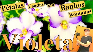 Violeta uma das flores mais incrível do planeta [upl. by Avilo]