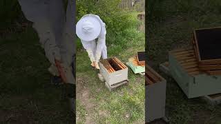 asmr bee bees food life oddlysatisfying satisfying explore share wildlife nature reels [upl. by Menzies]