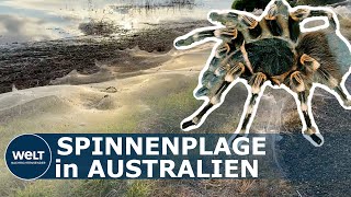 SPINNENPLAGE AUSTRALIEN Nach Hochwasser hüllen teils giftige Spinnen Australien in ihre Netze [upl. by Aetnahc]