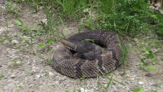 PA Timber Rattler Covers Tong in Venom [upl. by Anifad]