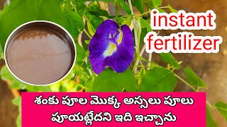 చాలా చక్కగా పనిచేస్తుందిhow to grow aparajita plant floweringplant MokkalathoManam how garden [upl. by Janey993]