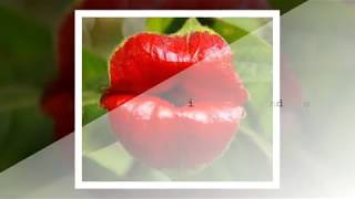 Psychotria Elata  They have the shape of lips Its wonderful [upl. by Munson]