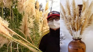 How to make your own Pampas Grass Decor [upl. by Niloc]