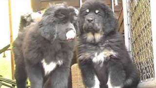 Tibetan mastiff puppies Kyang La´s BaSha amp Kyang La´s Bagro [upl. by Ulund741]