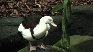 Radjah Shelduck or Burdekin Duck Tadorna radjah  Radjahgans [upl. by Akoyin754]