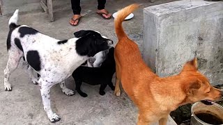 Video of the most loyal home guard dog dog animals doglover dogi dogs verabortin [upl. by Zashin]