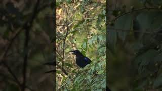 Whistling thrush call [upl. by Suryc]