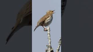 Song Thrush Singing  Natures Best Songbirds birdsounds [upl. by Nautna563]