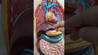 Base of the Lung Key Anatomical Relationships anatomy [upl. by Sayce44]