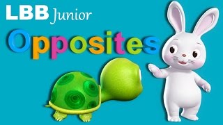 Opposites Song  Original Songs  By LBB Junior [upl. by Jarlen473]