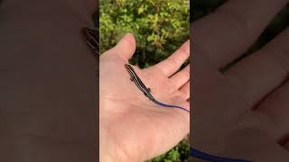 Juvenile FiveLined Skink Weyanoke Bird and Wildflower Sanctuary Coastal Virginia [upl. by Zak756]