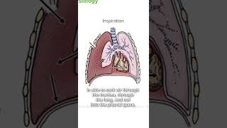 What is a Tension Pneumothorax  Lecturio Emergency Medicine [upl. by Cruz799]