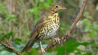 Song Thrush Birds Singing  Beautiful Relaxing Bird Sounds and Video [upl. by Attinahs]