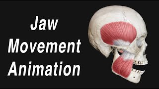 Anatomy of Jaw Motion  TMJ Articular Disc and Muscles [upl. by Otreblide336]