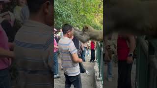 funnyanimals videos monkey attack lmao [upl. by Michelsen]