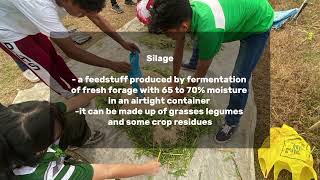 HOW TO MAKE SILAGE [upl. by Kinney]