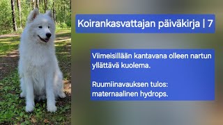 Viimeisillään kantavan nartun kuolema  Maternaalinen hydrops  Koirankasvattajan päiväkirja  7 [upl. by Francyne]