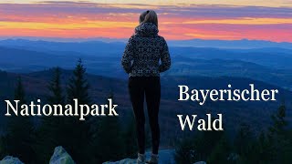 Die schönsten Orte im Nationalpark Bayerischer Wald  4K [upl. by Daugherty]