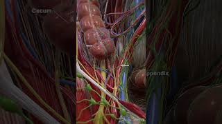 🌟 The Appendix What You Need to Know 🌟 anatomy meded 3danimation [upl. by Austina618]