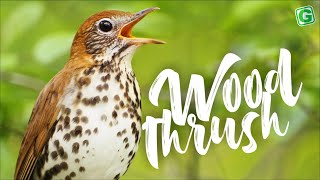 Wood thrush Song  Beautiful Wood thrush Singing and Call Sound [upl. by Stesha837]