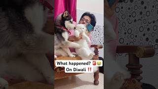 Diwali Disaster Alert 🚨😨 shorts dog husky trendingsongs [upl. by Auqinahs]