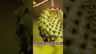 ANNONACEAE FAMILY MEMBERS shorts viralvideo trending botanyforall bscbotany botanylectures [upl. by Dine277]