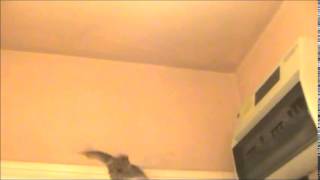 Pipistrelle bat getting flight practise in our hallway [upl. by Aokek]