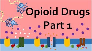 Opioid Drugs Part 1 Mechanism of Action [upl. by Liemaj751]