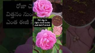 Easy to grow Rose plants from seeds youtubeshorts shortsyoutube rose garden [upl. by Rehportsirhc]